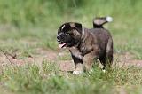 AKITA AMERICAIN 209
